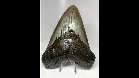 Megalodon Huge Giant Shark Tooth 6 Inches Long Genuine & Unrestored