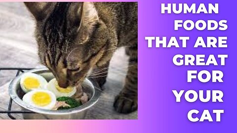 Human Foods that are Great for Your Cats 🍖🥦🐈
