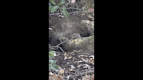 Ground Squirrel Peeking Out