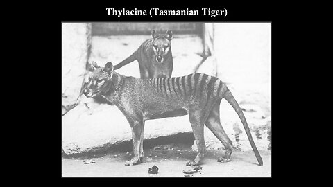 Hunted to extinction (Part#2) "The Thylacine"