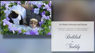 Tully's Tails: Skunk wedding raises awareness, funds