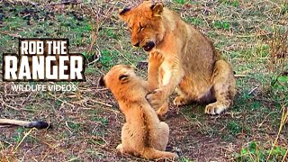 Cute Lion Cubs | Archive Lion Pride Footage