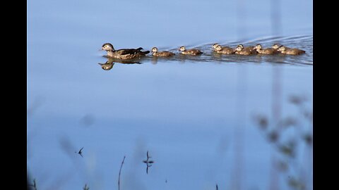 Precious family of wood ducks