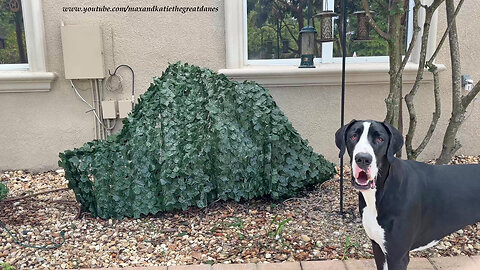 Great Dane Gardening Tip: How To Camouflage Pool Equipment Into A Bush Tip