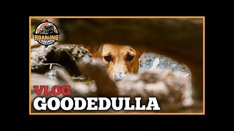 A 7 Day Escape. Camping, Exploring and Searching for Wildlife in Goodedulla 2/2