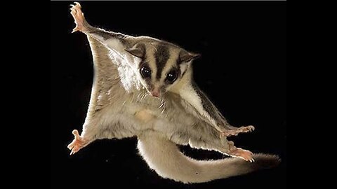 SUGER GLIDERS Flying || Funny and cute complication