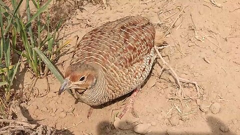 pheasant speaks more in the forest,partridge speech