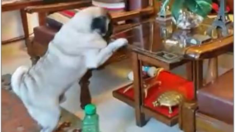 Persistent pug finally claims his treat