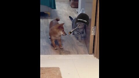 This Cute Cat Bullies a Dog: Behold the Adorable Dominance!"