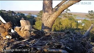 Mom Brings a Duck Back For Dinner 🦉 3/27/22 18:54