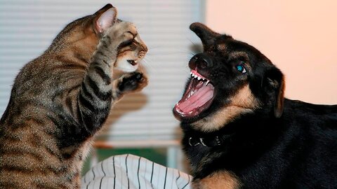 Pawsitively Hilarious: Side-Splitting Dog and Cat Comedy!