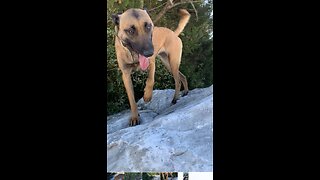 Dogs enjoy playing on marble boulders at the marble quarry.