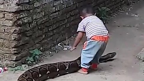 Anaconda Snake Chasing Little Boy