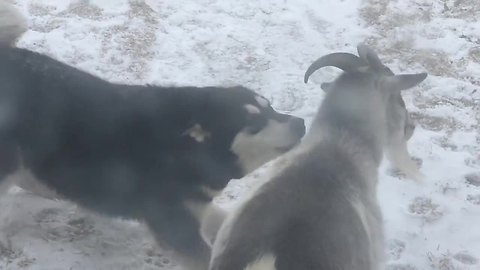 Alaskan Malamute And Goat Are Adorable Best Friends