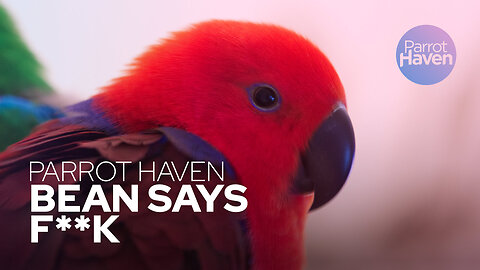 Eclectus Parrot "Bean" Talks