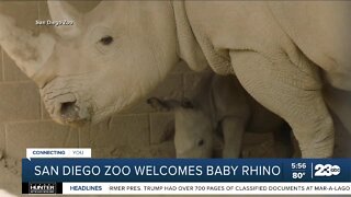 San Diego Zoo welcomes baby rhino