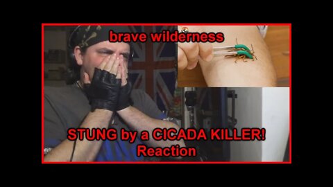 Reaction: STUNG by a CICADA KILLER!