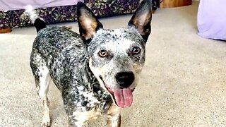 Zippy Blue Heeler Retrieving Toys by Name Australian Cattle Training Cutest Puppy Must See Smart Dog!