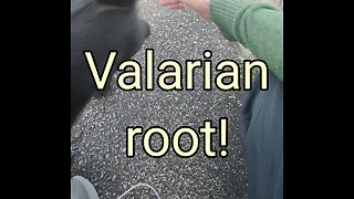 Cat's 💕 LOVE valerian root!