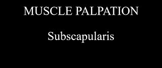 Muscle Palpation - Subscapularis