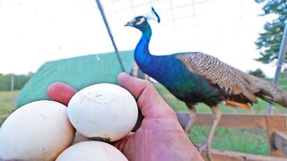 Yaaaaaaasssss! (Last chance at peacock eggs this year)