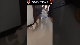 O que faz quando não pode entrar em casa Veja! #shorts #cute #dog