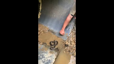 Snake bite training