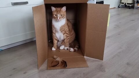 Big box is best box for big boy kitty