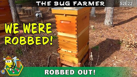 Robbed Out - Orange hive is in crisis. Continual robbing since the split. Hanging by a thread.