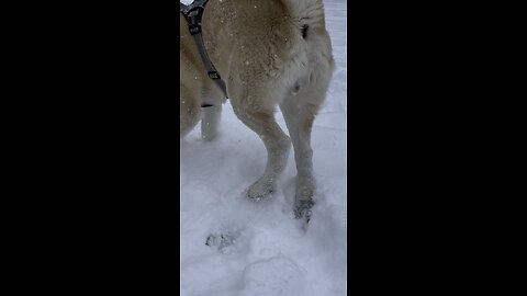 Lexus Playing in the Snow