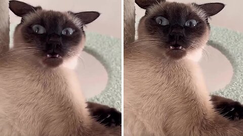 Confused Cat Makes The Most Hilarious Face