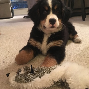 Bernese Mountain Dog puppy's first bone - What a priceless moment!