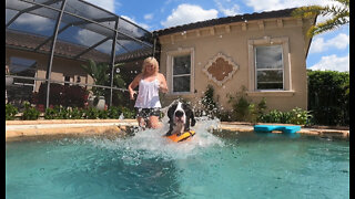 Happy Great Dane practices her dog paddle swimming lessons
