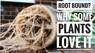 ARE ROOT BOUND PLANTS BAD? WHY DO SOME PLANTS ENJOY BEING ROOT BOUND | Soil Scientist Opinion 👩‍🔬