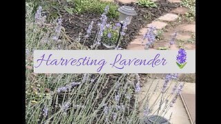 Harvesting lavender 🪻