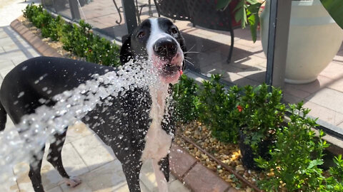 Great Dane Puppy Loves To "Help" Water The Plants