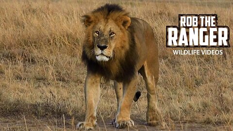 Lion Pride With Little Cubs In Kenya | Maasai Mara Safari | Zebra Plains