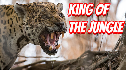 How Deadly The Jaguar Is!