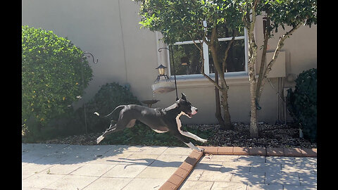 Funny Great Dane Can't Decide: Catch Toys or Chase Mr Squirrel ?