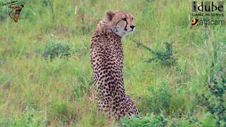 Cheetah At Dusk | African Wildlife