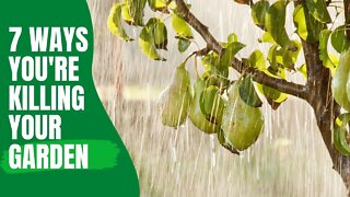 7 Tips To Help Your Fruit Trees Thrive!! How To Get Your New Fruit Trees Established Fast!!