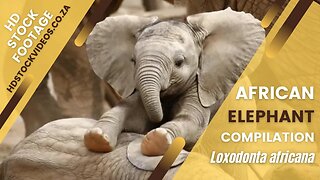 African Elephant Stock Footage Compilation