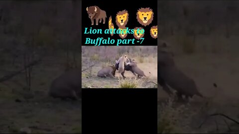 Lion attacks to Buffalo part 7🐃#shorts #youtubeshorts