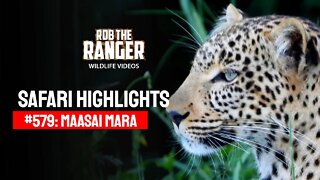 Safari Highlights #579: 28 December 2020 | Maasai Mara/Zebra Plains | Latest Wildlife Sightings