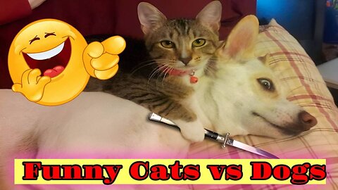 Funny Cats vs Dogs 🐶😻