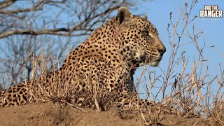 Magnificent Male Leopard On Patrol | African Wildlife