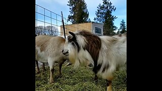 Goat Hugs #goats #cute #farmanimals #hugs