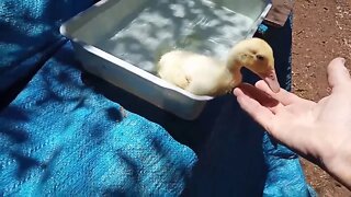 Indian Runner Duckling, having some more time in the water ( part 2 ) ( Video 7 )