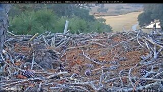 Birdsongs, Mom, and Some Little Visitors 🦉 2/12/22 07:35