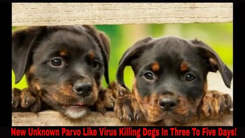 New Unknown Parvo Like Virus Killing Dogs In Three To Five Days!